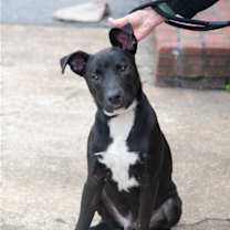 Thumbnail photo of Ace #3