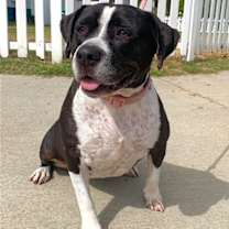 Thumbnail photo of Daisy *Courtesy Post-TC * #2
