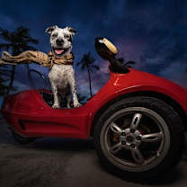 Thumbnail photo of Marshall #1