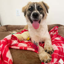 Thumbnail photo of Trooper #1