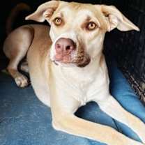 Thumbnail photo of Honey Pie #2