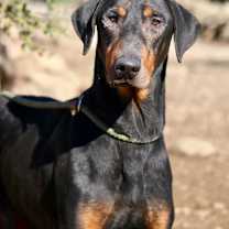 Thumbnail photo of Jax #1