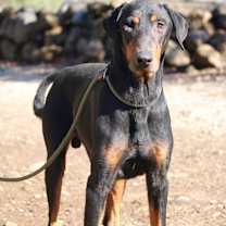 Thumbnail photo of Jax #2