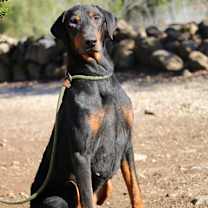 Thumbnail photo of Jax #3