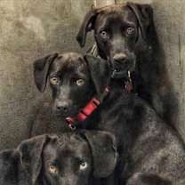 Thumbnail photo of Asher / Opal #3