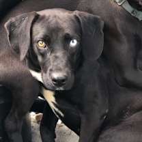 Thumbnail photo of Asher / Opal #4
