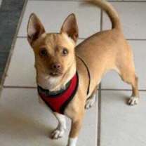 Thumbnail photo of Paco aka Rusty #1
