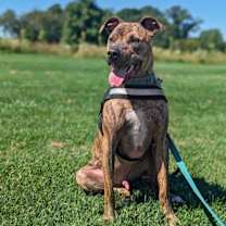 Thumbnail photo of Bruno *foster needed* #1