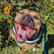 Thumbnail photo of Bruno *foster needed* #2
