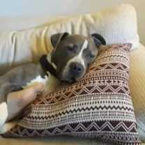 Thumbnail photo of Gus #2