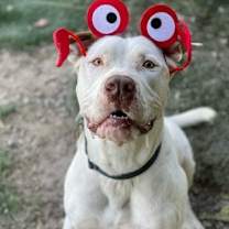 Thumbnail photo of Guero #2