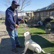 Thumbnail photo of Guero #4