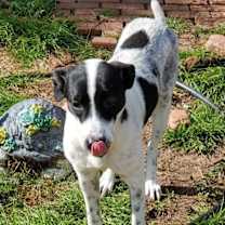 Thumbnail photo of GIA #1