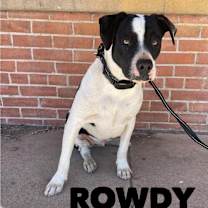 Thumbnail photo of Rowdy #1