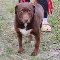 Thumbnail photo of Bosco #1