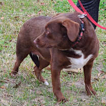 Thumbnail photo of Bosco #2