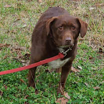 Thumbnail photo of Bosco #3