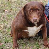 Thumbnail photo of Bosco #4