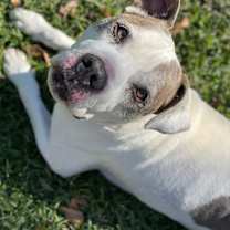 Thumbnail photo of Ralphie #1