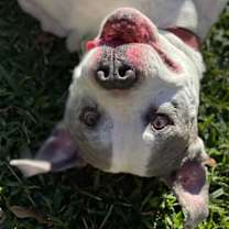 Thumbnail photo of Ralphie #4