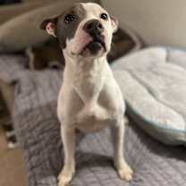 Thumbnail photo of Taffy #1