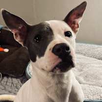 Thumbnail photo of Taffy #2