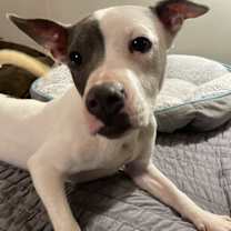 Thumbnail photo of Taffy #4