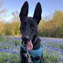 Thumbnail photo of Shadow #1