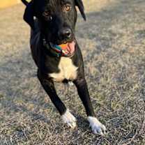 Thumbnail photo of Porthos #1