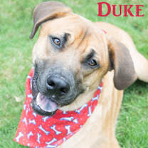 Thumbnail photo of Duke #1
