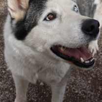 Thumbnail photo of Zeus #1