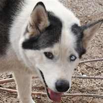 Thumbnail photo of Zeus #2