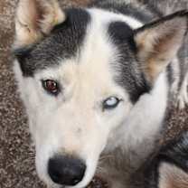 Thumbnail photo of Zeus #3