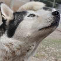 Thumbnail photo of Zeus #4