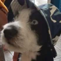 Thumbnail photo of Bruce #1