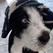 Thumbnail photo of Bruce #2