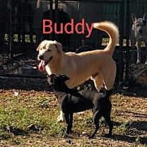 Thumbnail photo of Buddy #3