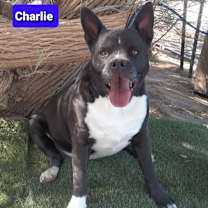 Thumbnail photo of Charlie #1