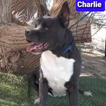 Thumbnail photo of Charlie #2