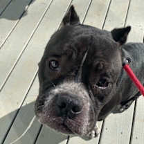 Thumbnail photo of Spanky #2