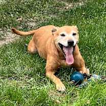 Thumbnail photo of GINGER #1