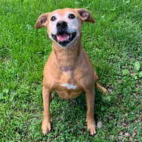 Thumbnail photo of GINGER #2