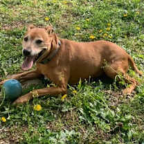 Thumbnail photo of GINGER #3