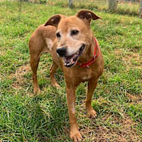 Thumbnail photo of GINGER #4
