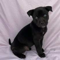 Thumbnail photo of Pringle #2