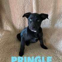 Thumbnail photo of Pringle #1