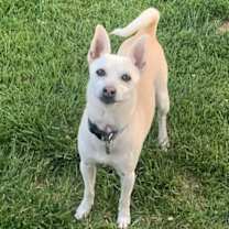 Thumbnail photo of Toby #2