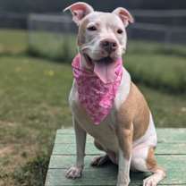Thumbnail photo of Ginger #3