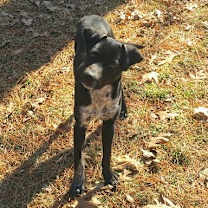 Thumbnail photo of Buford #4
