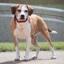 Thumbnail photo of Hansel #1